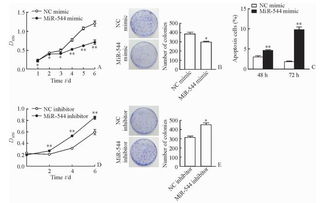 microRNA-544在肝癌组织中的表达及其对肝癌细胞恶性生物学行为的影响
