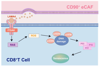 肝癌免疫微环境新机制 LAMA4+ CD90+ eCAFs诱导T细胞衰老与血浆miRNA标志物检测新系统